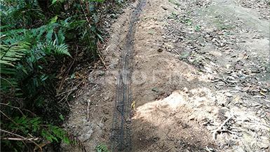 動(dòng)、植物園