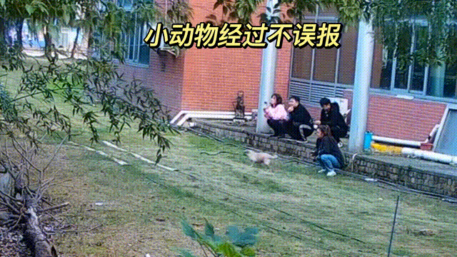 用數據說話，風雨小動物不誤報！(圖13)